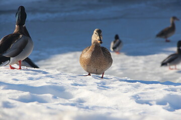 Ducks in the snow, Calgary, Alberta