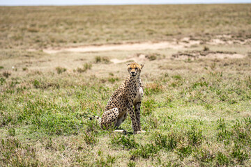 Cheetah in serengeti.