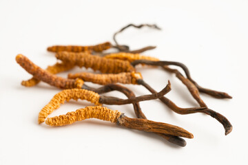 Cordyceps or Ophiocordyceps sinensis mushroom herb is fungus for used as medicine on white background.