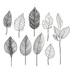 Obraz premium Simple Illustration of Various Leaf Types in Black and White