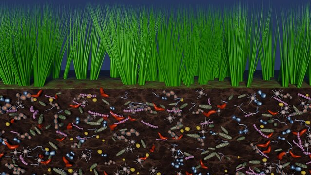 Soil microbiome. Bacteria, microbes in soil.  Many micro-organisms in soil. Microscopic life underground in earth.  3d render illustration