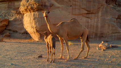 Adult and child camel in Saudi Arabian desert at sunset