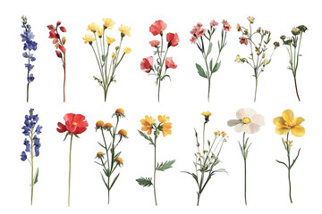 Fototapeta premium Isolated Grunge Wildflowers in Oil Paint on Transparent Background