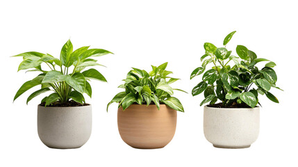 Fototapeta premium Collection of Houseplants in Ceramic Pots on Transparent Background
