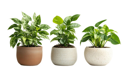 Obraz premium Houseplants in Ceramic Pots Collection on Transparent Background