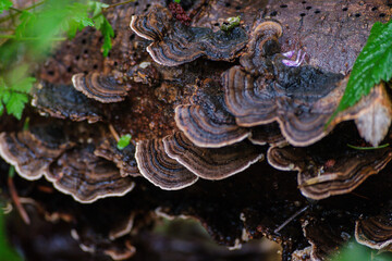 Turkey Tail (Trametes versicolor)