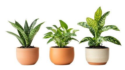 Fototapeta premium Collection of Potted Houseplants on Transparent Background