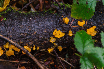 orange jelly spot, orange jelly, or orange witch's butter (Dacrymyces chrysospermus)