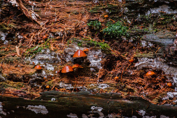 reddish-spotted mycena (Mycena maculata)