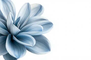 A blue flower with a white background