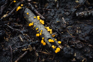 野生の黄色いキノコ