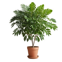 Obraz premium A potted ficus tree with green leaves, showing a decorative houseplant ideal for home and garden settings