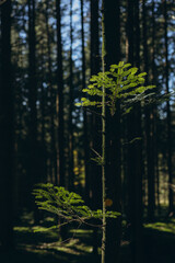 Spruce Tree Forest, Sunbeams through Fog illuminating Moss and Fern Covered Forest Floor,