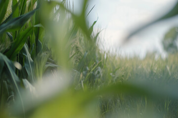 Green Corn Field Close Up with Blurred Background