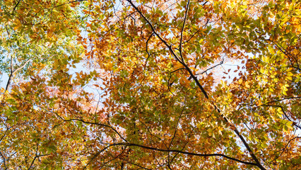 Autumn ginkgo yellow leaves