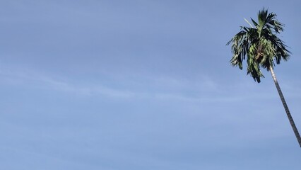 Obraz premium Single tall palm tree stands against a bright blue sky, evoking tropical and peaceful vibes