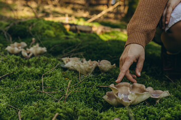 Female hand reaching for mushrooms on the ground covered in green moss. Mycelium packaging