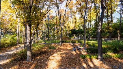 Naklejka premium Autumn ginkgo yellow leaves