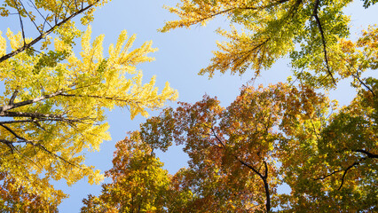 Autumn ginkgo yellow leaves