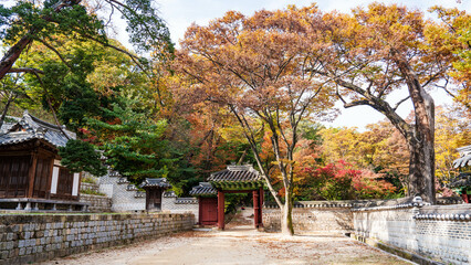 Autumn ginkgo yellow leaves