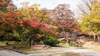 Naklejka premium Autumn ginkgo yellow leaves