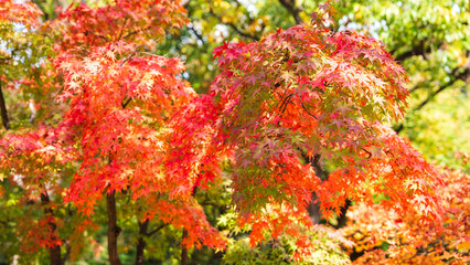 Beautiful red leaves in autumn