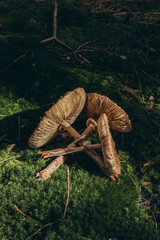 Macrolepiota procera mushroom growing in a forest with lush green moss on the forest floor.