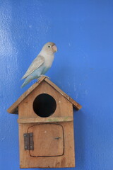 Blue lovebird standing on the perch on blue background