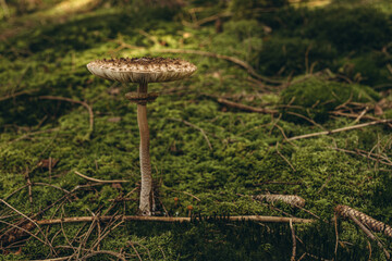 Macrolepiota procera mushroom growing in a forest with lush green moss on the forest floor.