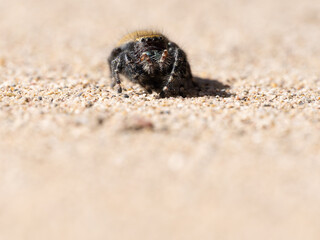 Close Up of a Jumping Spider Facing the Camera on a Pebbled Surface