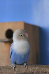 Blue lovebird standing on the perch on blue background