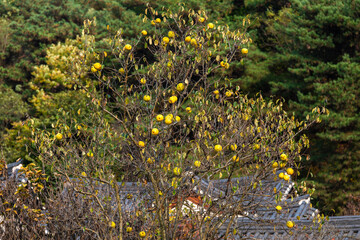 quince fruits hanging from the tree in autumn