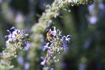 Bee on Flower