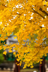 yellow ginkgo leaves hanging from the tree