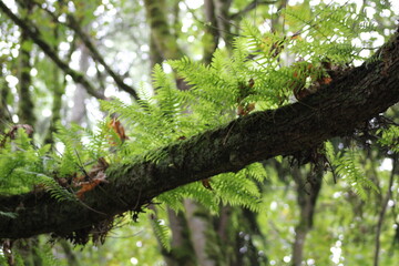 Obraz premium tree in the forest