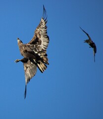 eagle in flight