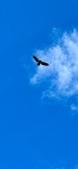 Fototapeta premium seagull in flight