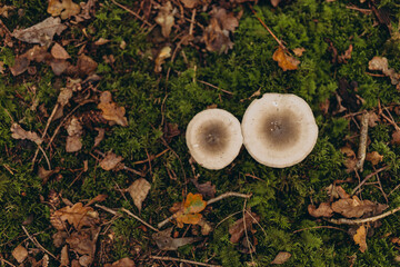 cluster of small mushrooms with brown caps growing trunk covered with green moss in the forest