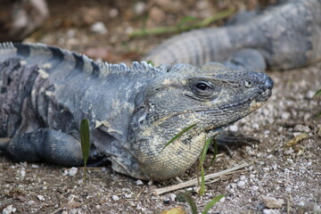 Iguana