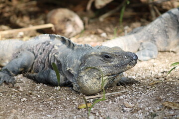 Iguana 