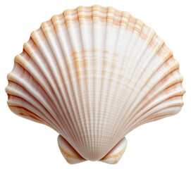 Beautiful scallop shell isolated on transparent background.