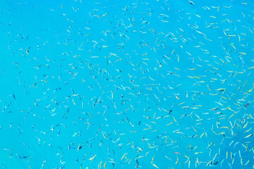 A blue ocean with many fish swimming in it