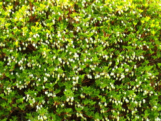 公園の植え込みの花をつけたドウダンツツジ