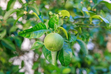 A green fruit hanging from a tree