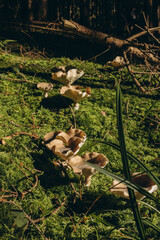 Boletus mushrooms growing in green moss covered forest.