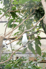 Portrait of Bali Myna a White Bird With Blue Around the Eyes Stand on Branch Against Nature Background