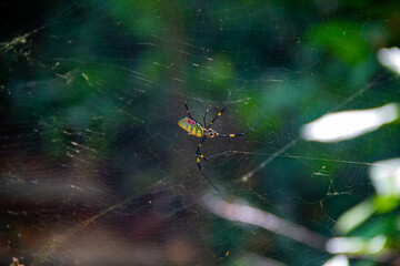 Joro Spider on a Web