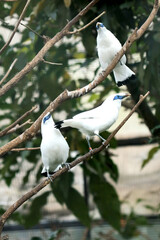Group of Bali Myna Bird Stand on Branch Against Nature Background