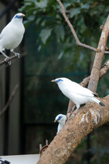 Group Of Bali Myna a White Bird With Blue Around the Eyes Stand on Branch Over Nature Background
