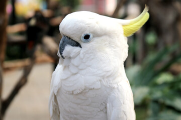 Close Up of Cockatoo Against Blurred Background